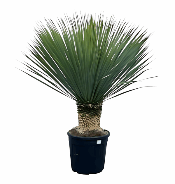 Yucca rostrata | Blaue Palmlilie | +/- 140cm | ø 50cm