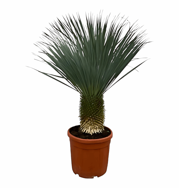 Yucca rostrata | Blaue Palmlilie | +/- 160cm | ø 50cm