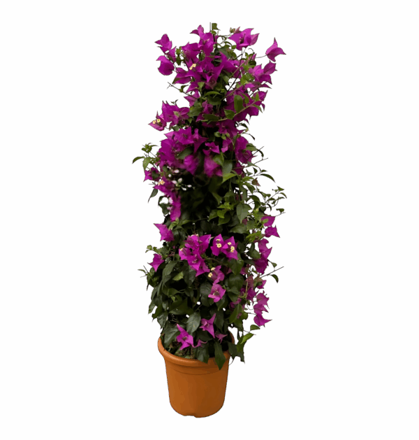 Bougainvillea Pyramide | Drillingsblume | +/- 80cm | ø 17cm
