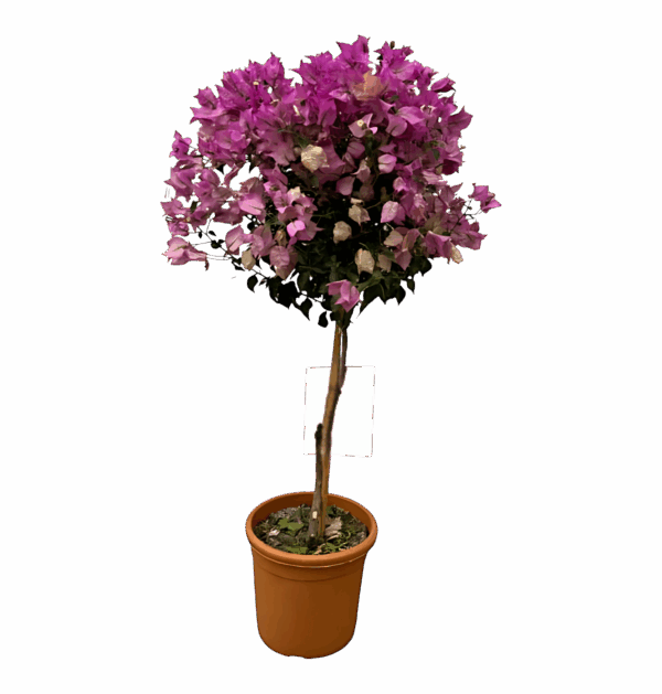 Bougainvillea auf Stamm | Drillingsblume | +/- 110cm | ø 25cm