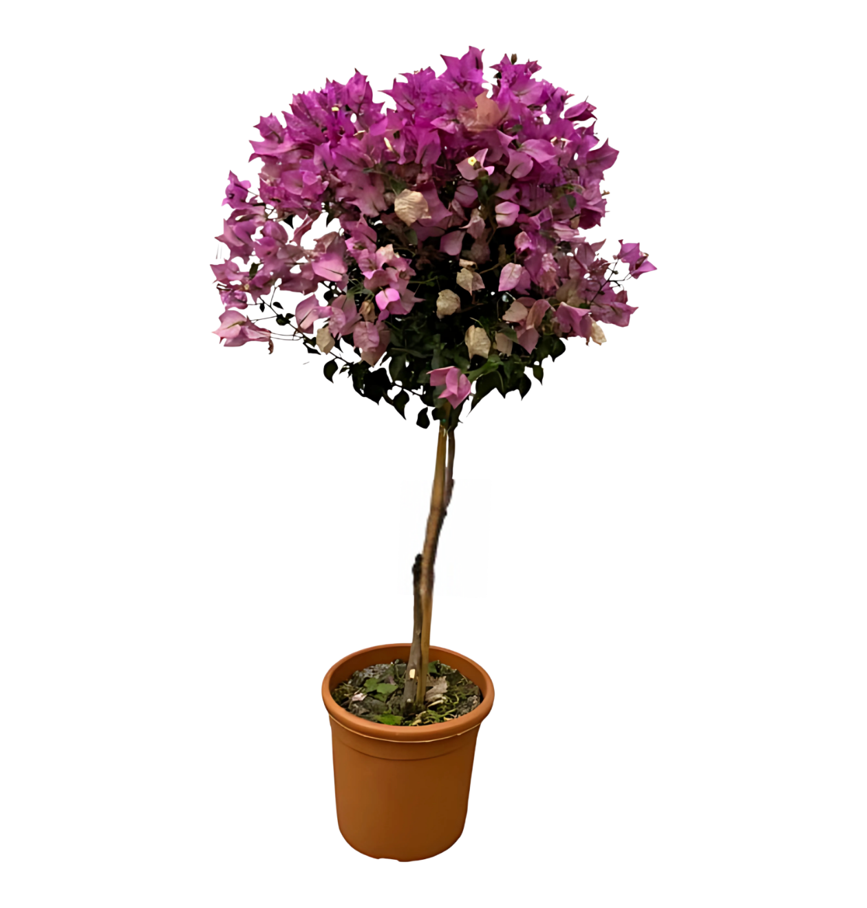 6894 1 png