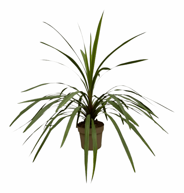 Cordyline “Peko” | Keulenlilie | +/- 90cm | ø 24cm