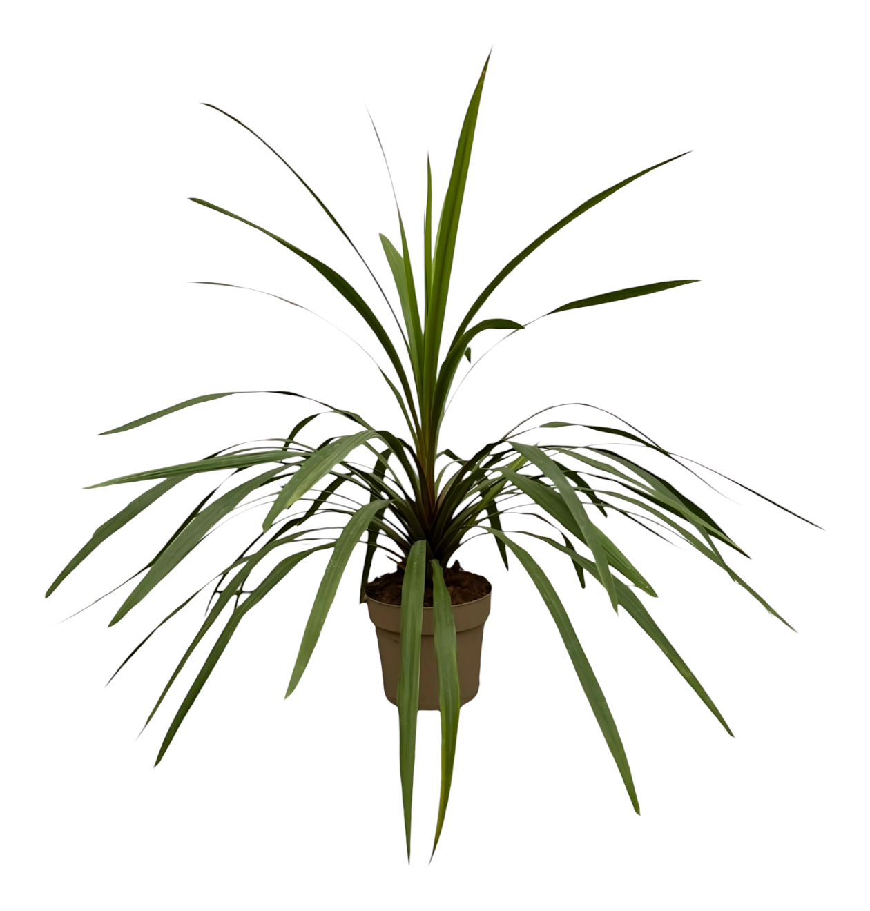 6898 1 png