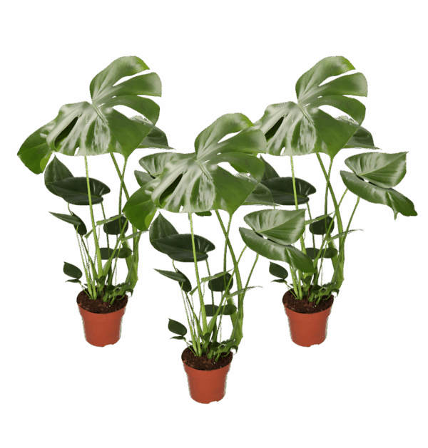 3er-Set | Monstera “Deliciosa” | +/- 50-60cm | ø 12-15cm Topf