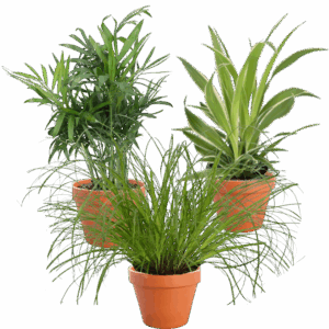 3er-Set Katzenfreund Bergpalme - Grünlilie - Katzengras