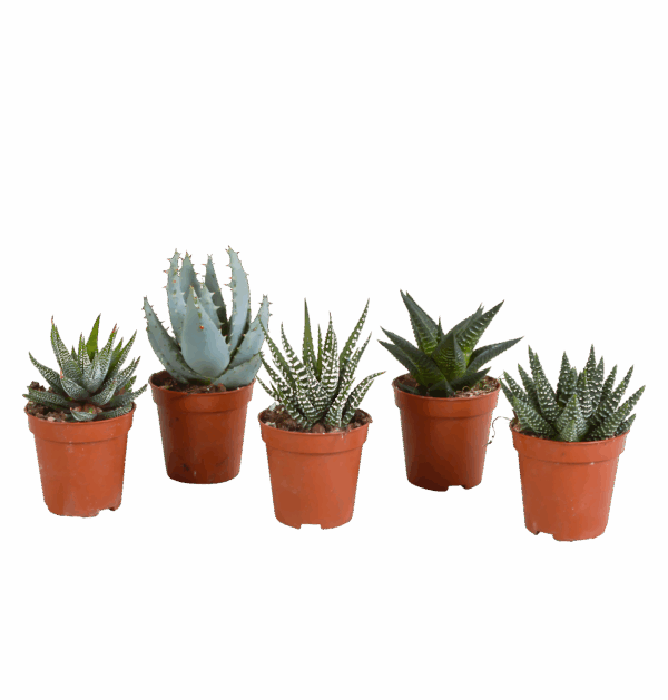 Gasteria & Haworthia Mix 5er-Set | Sukkulenten Mix | +/- 12-20cm | ø 5,5cm