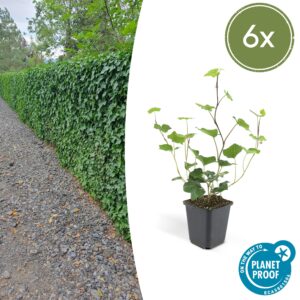 Hedera hibernica (6 Stück) | Irischer Efeu | +/- 10-25cm | ø 9cm