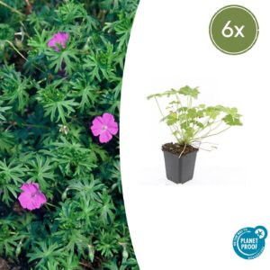 Geranium “Tiny Monster” (6 Stück) | Storchschnabel | +/- 10-25cm | ø 9cm