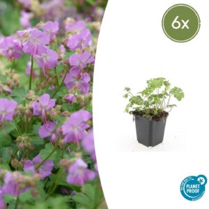 Geranium cantabrigiense "Cambridge" (6 Stück) | Storchschnabel “Cambridge” | +/- 10-25cm | ø 9cm