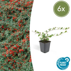 Cotoneaster dammeri (6 Stück) | Zwergmispel | +/- 10-25cm | ø 9cm