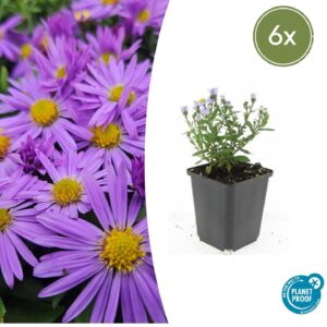Aster dumosus “Prof. Anton Kippenberg” (6 Stück) | Kissen-Aster | +/- 10-25cm | ø 9cm