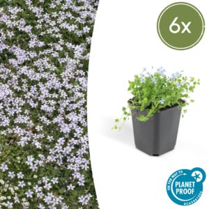 Isotoma fluviatilis (6 Stück) | Sternmoos | +/- 10-25cm | ø 9cm
