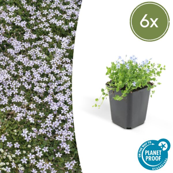 Isotoma fluviatilis (6 Stück) | Sternmoos | +/- 10-25cm | ø 9cm