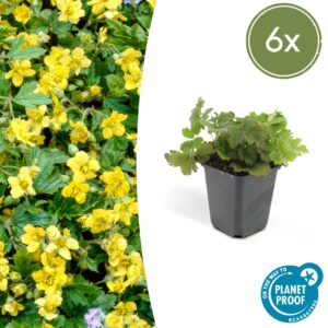 Waldsteinia ternata (6 Stück) | Golderdbeere | +/- 10-25cm | ø 9cm