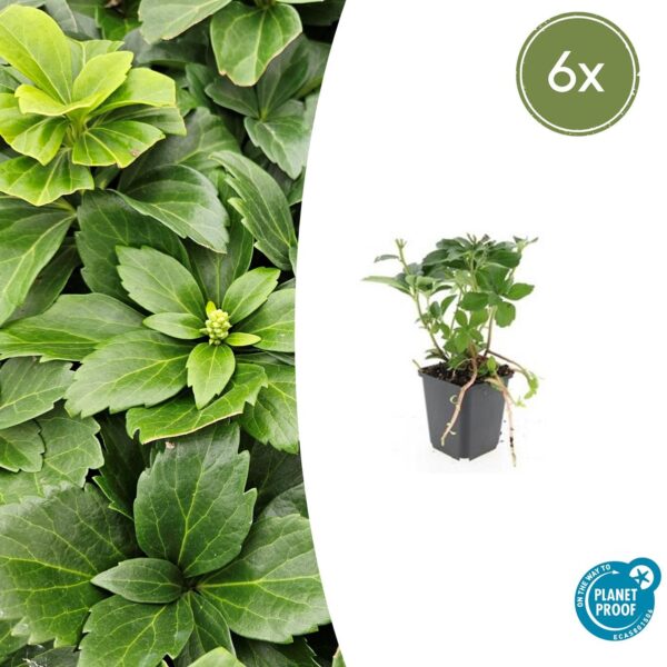 Pachysandra terminalis (6 Stück) | Dickmännchen | +/- 10-25cm | ø 9cm
