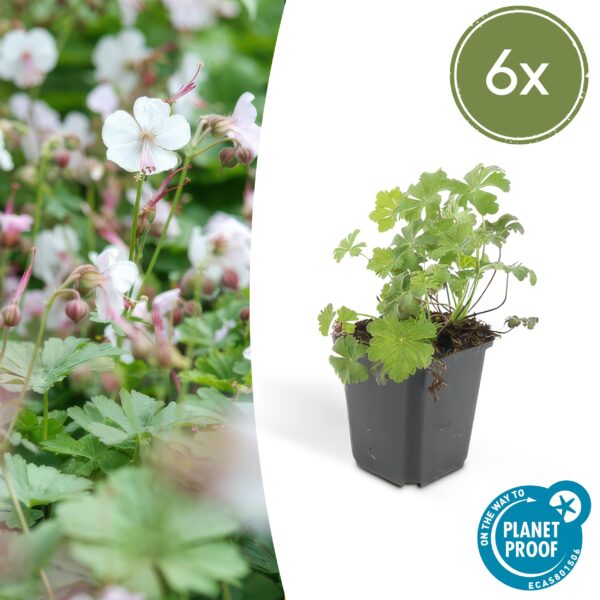 Geranium cantabrigiense "Biokovo" (6 Stück) | Storchschnabel “Biokovo” | +/- 10-25cm | ø 9cm