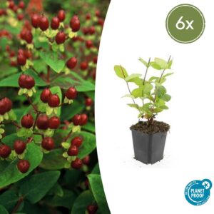 Hypericum inodorum “Beauty” (6 Stück) | Johanniskraut | +/- 10-25cm | ø 9cm