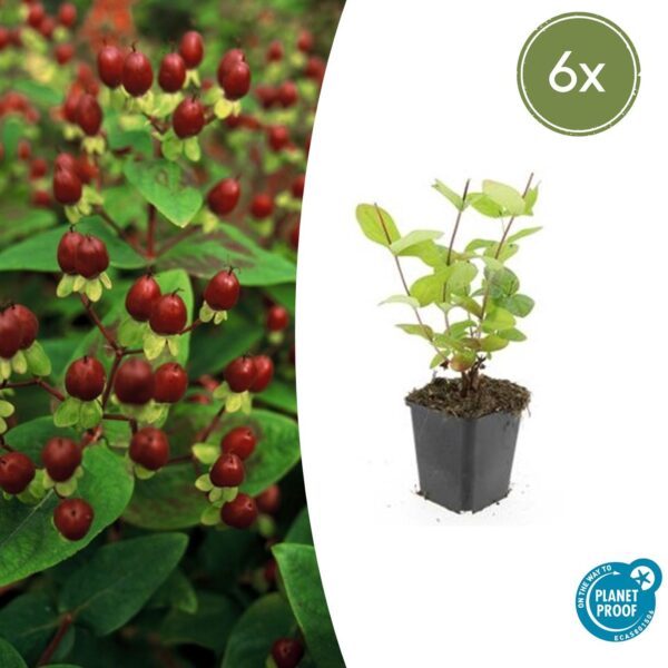 Hypericum inodorum “Beauty” (6 Stück) | Johanniskraut | +/- 10-25cm | ø 9cm