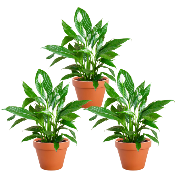 3er-Set | Spathiphyllum | "Einblatt" | +/- 40-50cm | ø 12-15cm Topf 2 3er spathi png