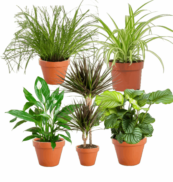 5er-Set | Grünlilie | Katzengras | Drachenbaum | Korbmarante | Einblatt | +/- 40-60cm | ø 12-15cm Topf