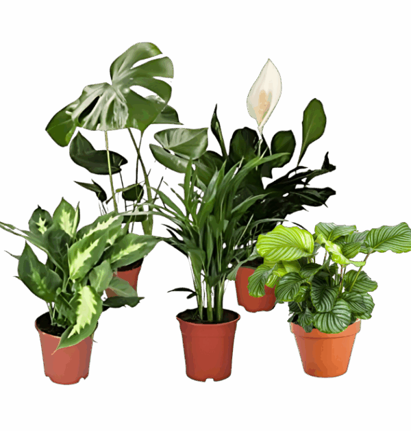 5er Set Luftreinigende Pflanzen | Monstera | Einblatt | Dieffenbachie | Goldfruchtpalme | Calathea | +/- 40-50cm | ø 12-15cm Topf