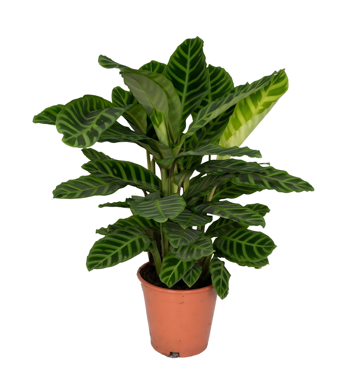 6853 1 png