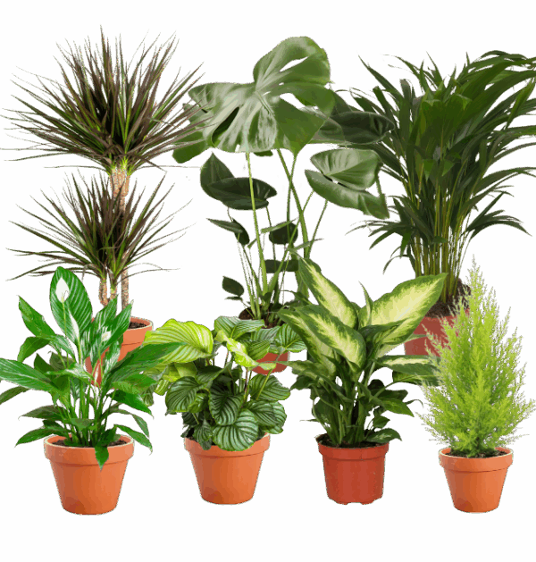 7er Set | Monstera | Einblatt | Dieffenbachie | Drachenbaum | Korbmarante | Goldfruchtpalme | Zimmerzypresse | +/- 40-60cm | ø 12-15cm Topf