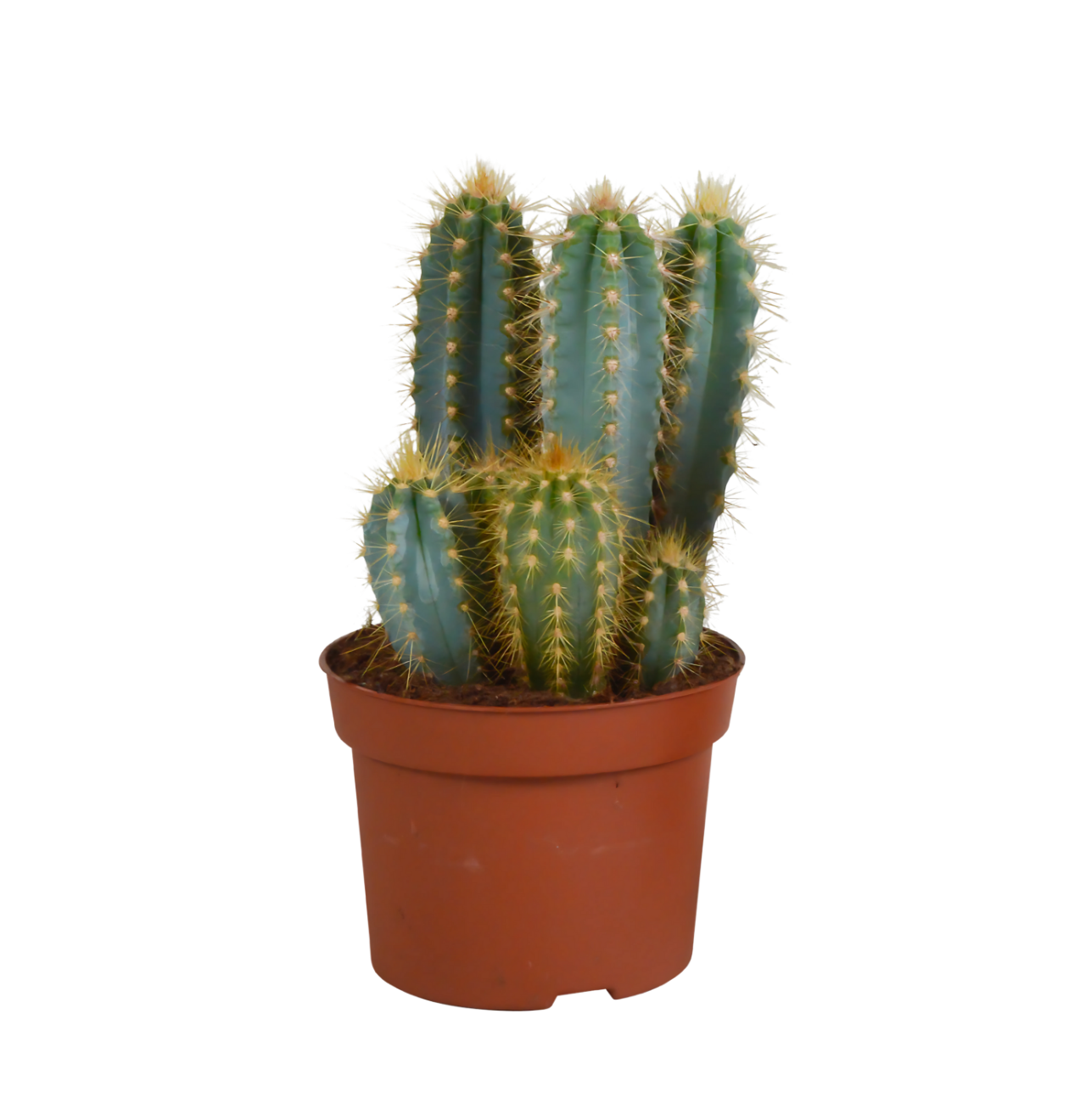 8813 1 png