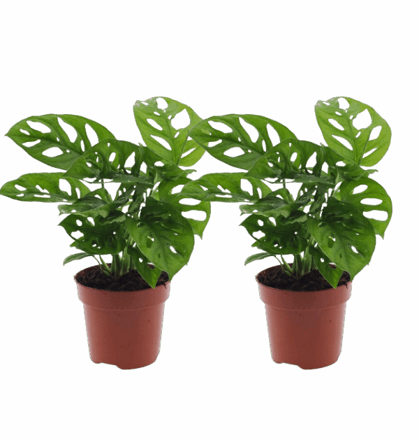2er-Set Monstera “Monkey Leaf” | Affenblatt | +/- 25-30cm | ø 12-15cm Topf