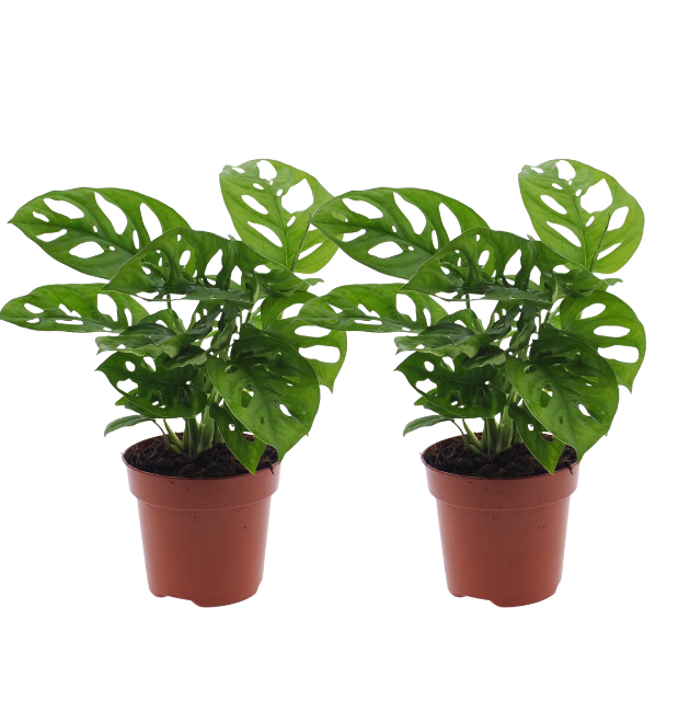 monkey leaf 1 png