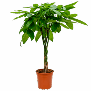 Pachira Aquatica | Glückskastanie | +/- 40-50cm | ø 12-15cm Topf