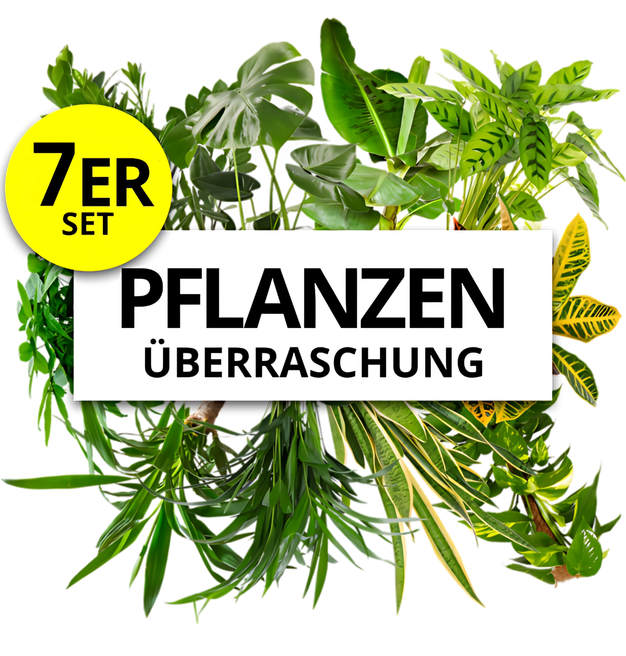pflaplu surprise 1 7er png