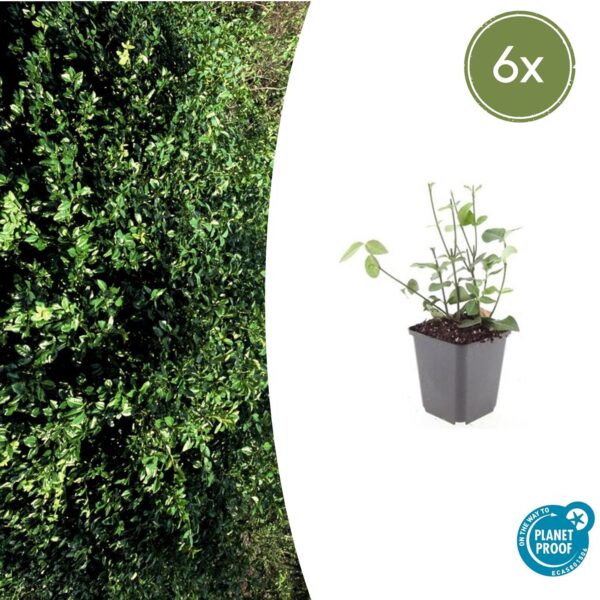 Euonymus fortunei "Coloratus" (6 Stück) | Kriechspindel | +/- 10-25cm | ø 9cm
