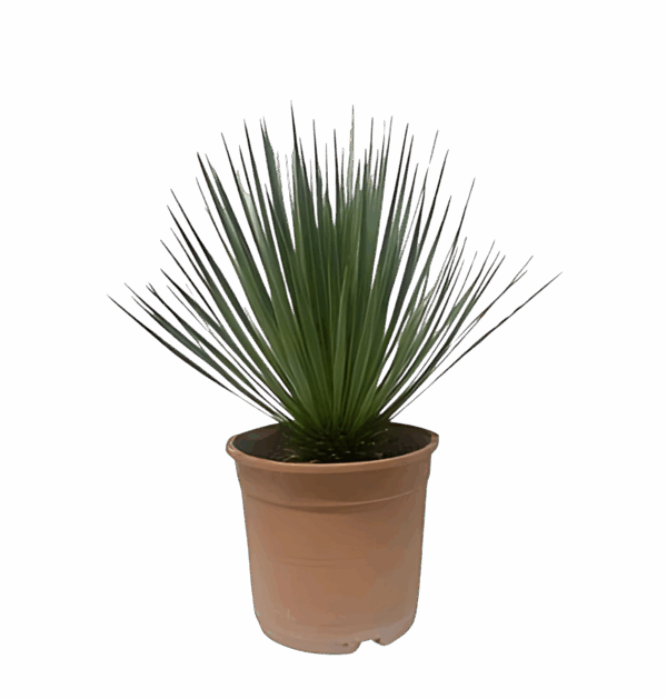 Yucca rostrata | Blaue Palmlilie | +/- 60cm | ø 24cm