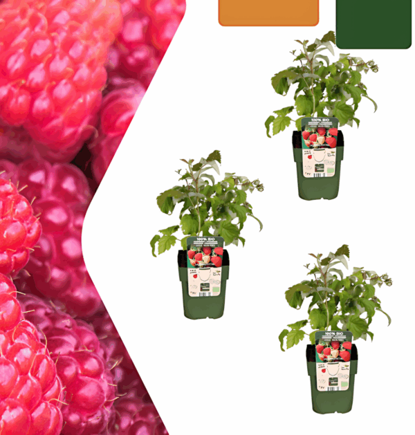 Bio Himbeerpflanzen (3 Stück) | +/- 20 cm | ø 13 cm