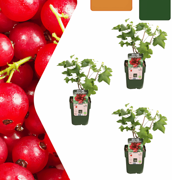 Bio Johannisbeerpflanzen (3 Stück) | +/- 20 cm | ø 13 cm