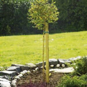 Pflanzstab, 3,2x3,2x150cm