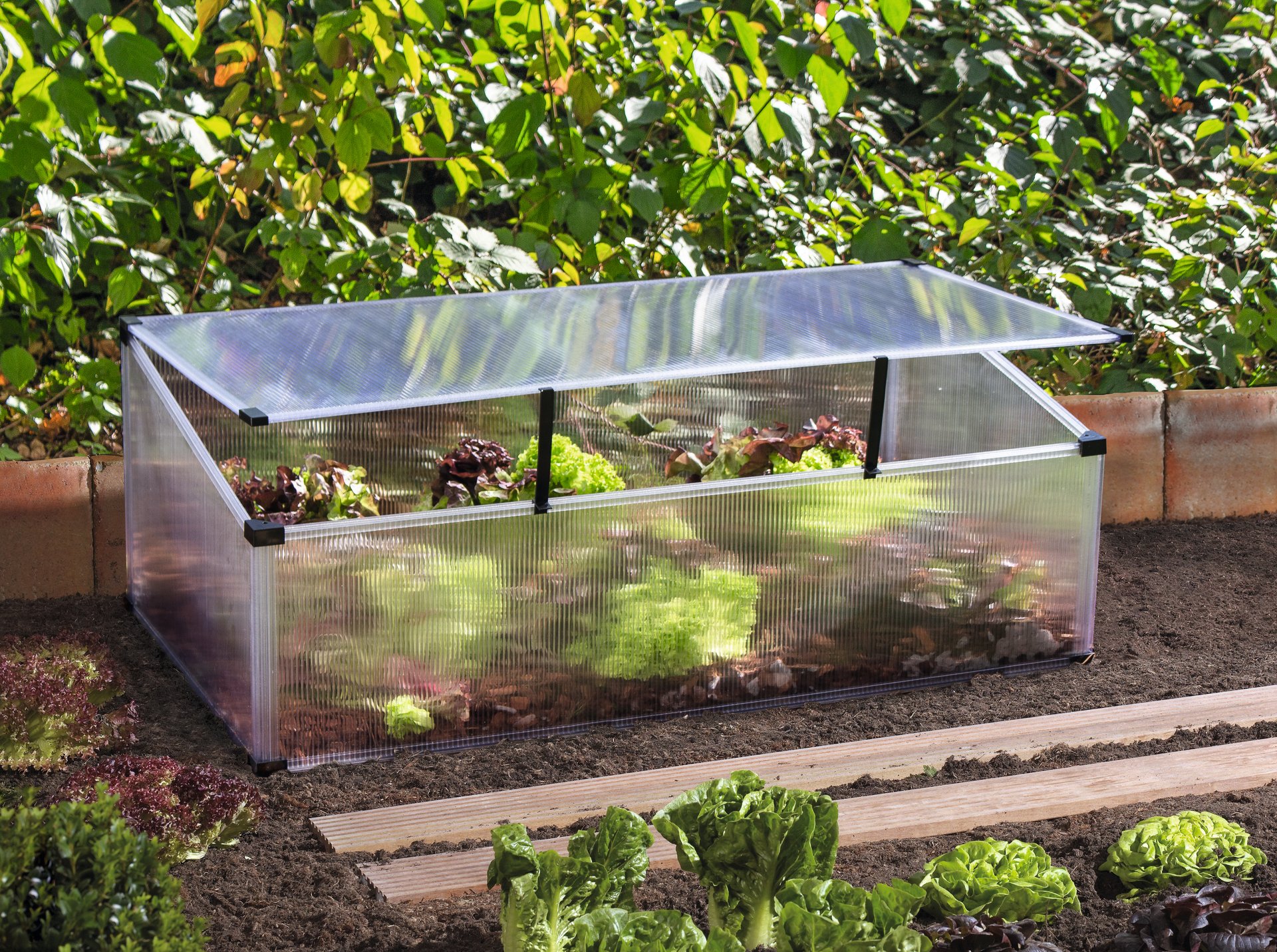 Frühbeet Feronia 1 Frühbeet Feronia