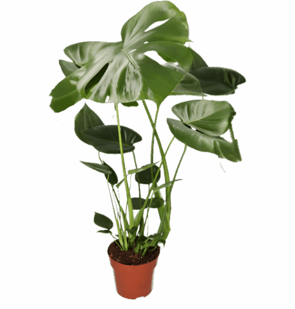 Monstera “Deliciosa” | +/- 55-70cm | ø 12-15cm Topf