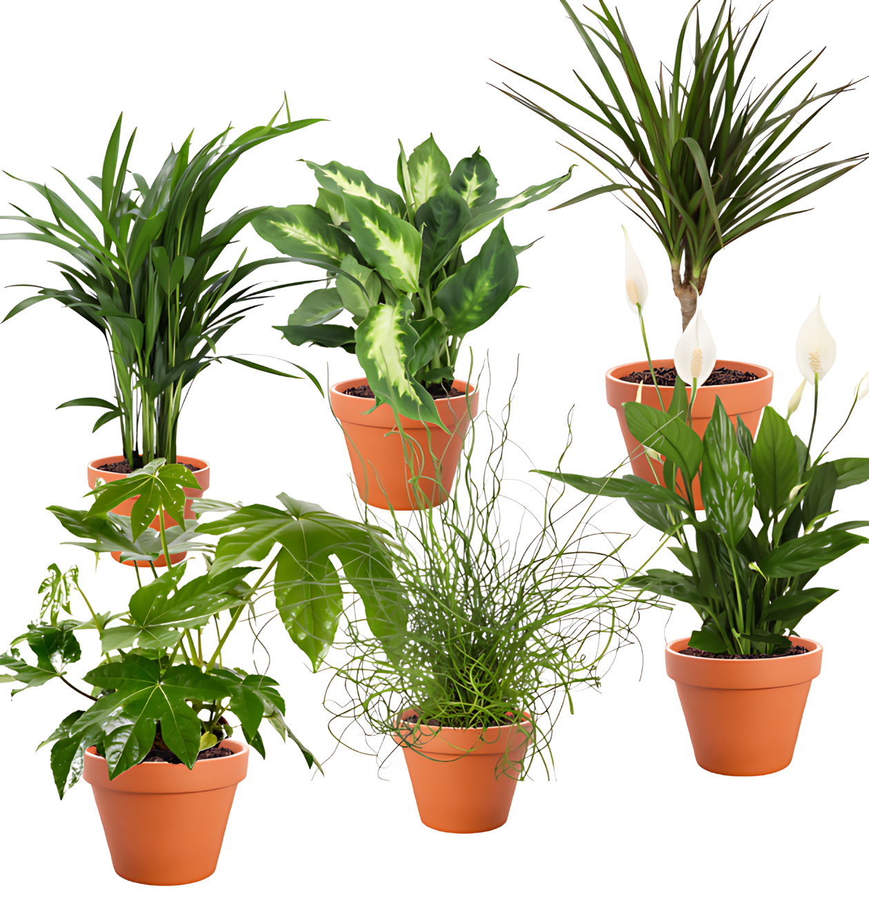 6er set tropical jungle 1260 x 1320 px png