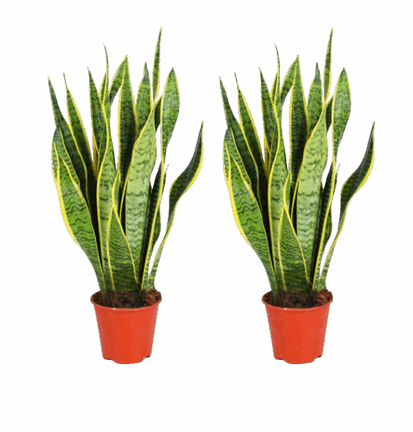 2er-Set Bogenhanf | Sansevieria | +/- 40-50cm | ø 12-15cm Topf