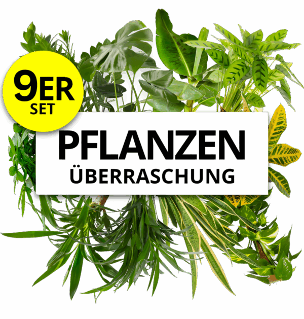 9er-Set | Pflanzenüberraschung | +/- 40-70cm | ø 12-15cm Topf