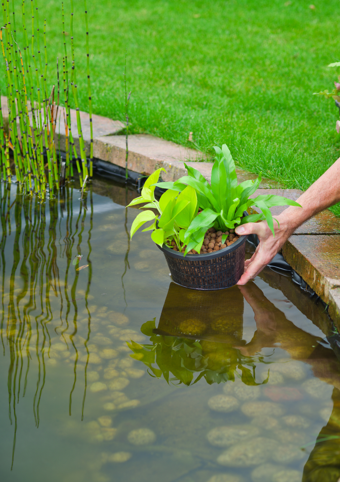 Wasserpflanzenkorb 1 Wasserpflanzenkorb