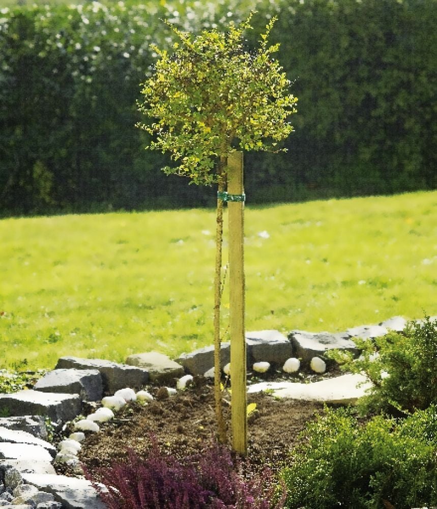 Pflanzstab, 3,2x3,2x150cm 1 Pflanzstab, 3,2x3,2x150cm