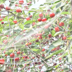 Kirschessigfliegen-Netz