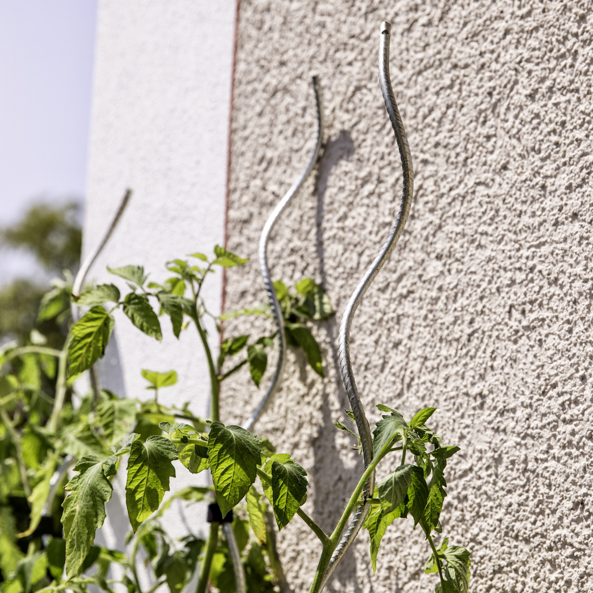 Tomatenspiralstab gerippt 1 Tomatenspiralstab gerippt