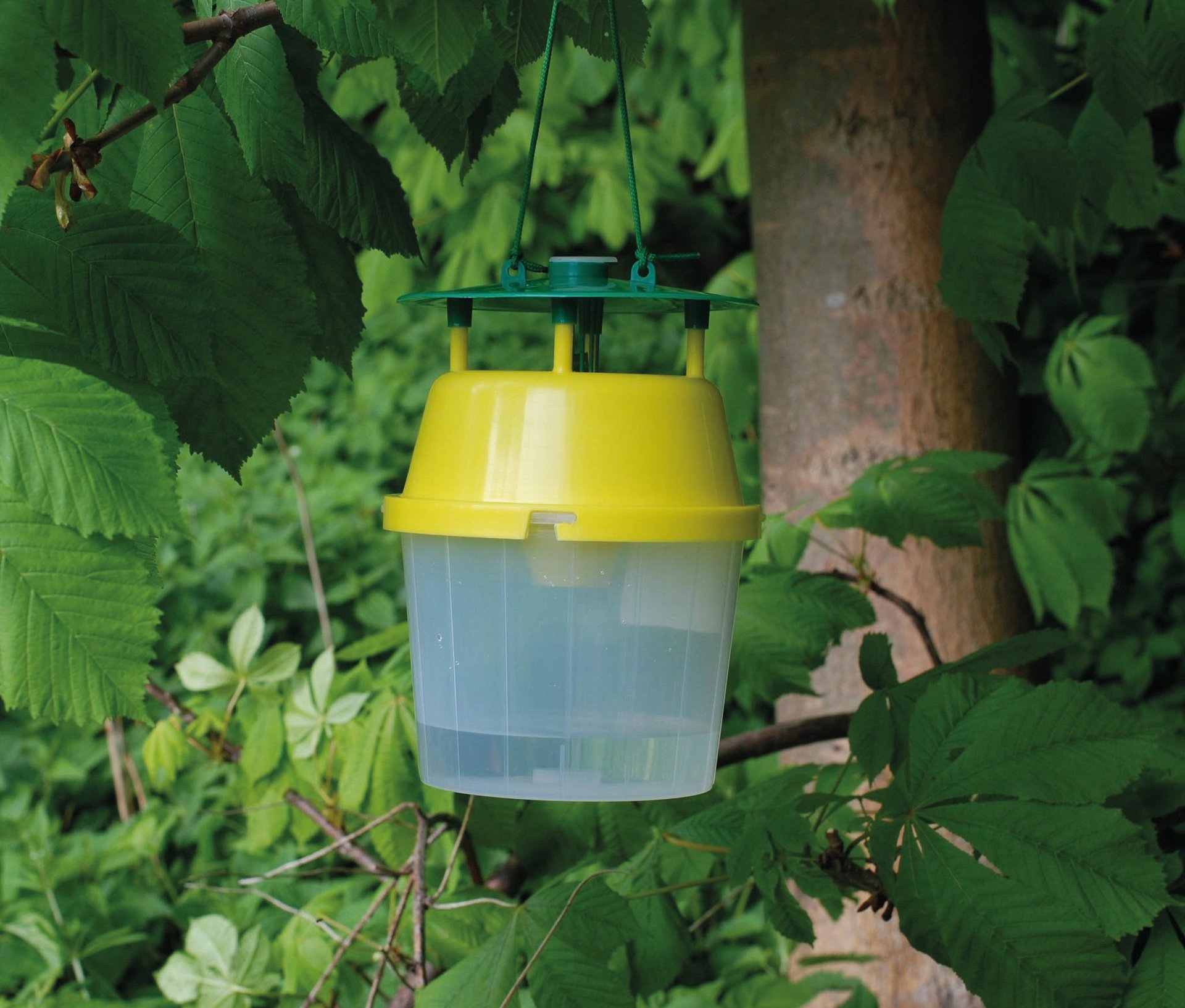 Kastanienminiermottenfalle gelb (inkl. Lockstoff) 1 Kastanienminiermottenfalle gelb (inkl. Lockstoff)