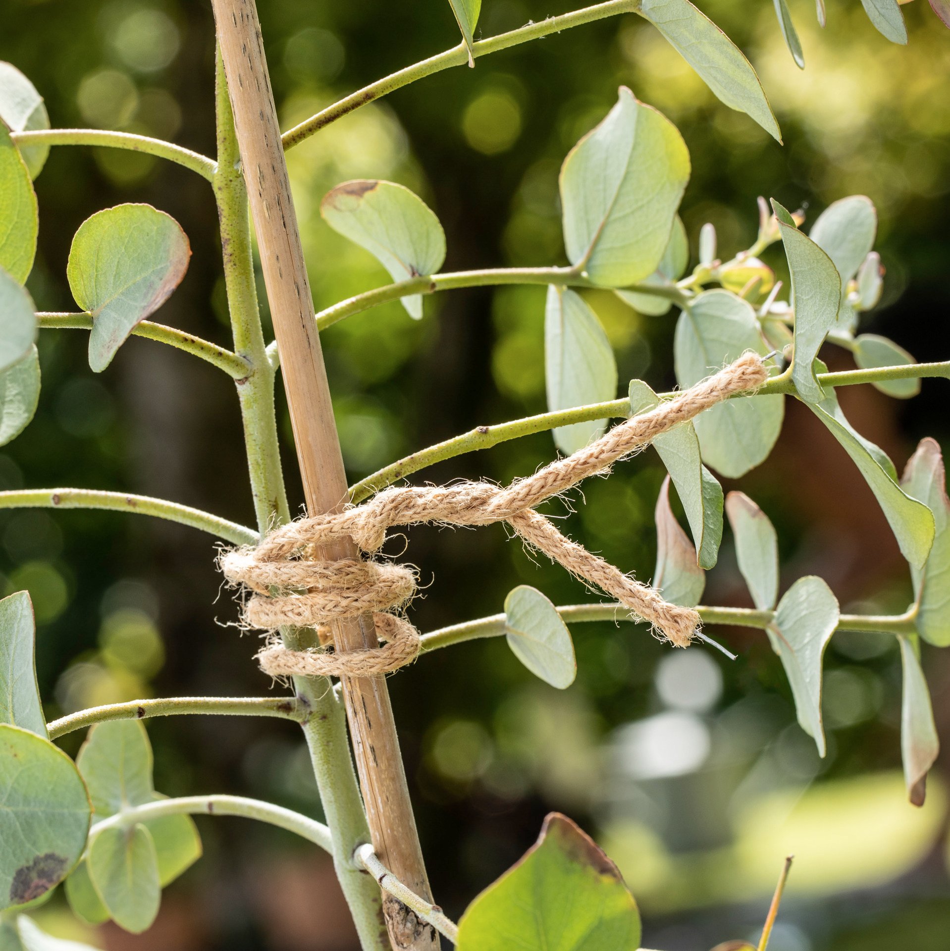 Jute Bindedraht 10m 1 Jute Bindedraht 10m