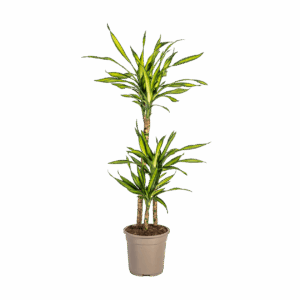 Dracaena Deremensis “Rikki” | Drachenbaum | +/- 100cm | ø 21cm Topf