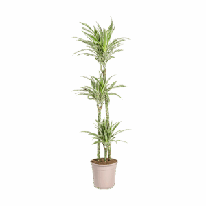 Dracaena Deremensis “White Stripe” | Drachenbaum | +/- 140cm | ø 24cm Topf